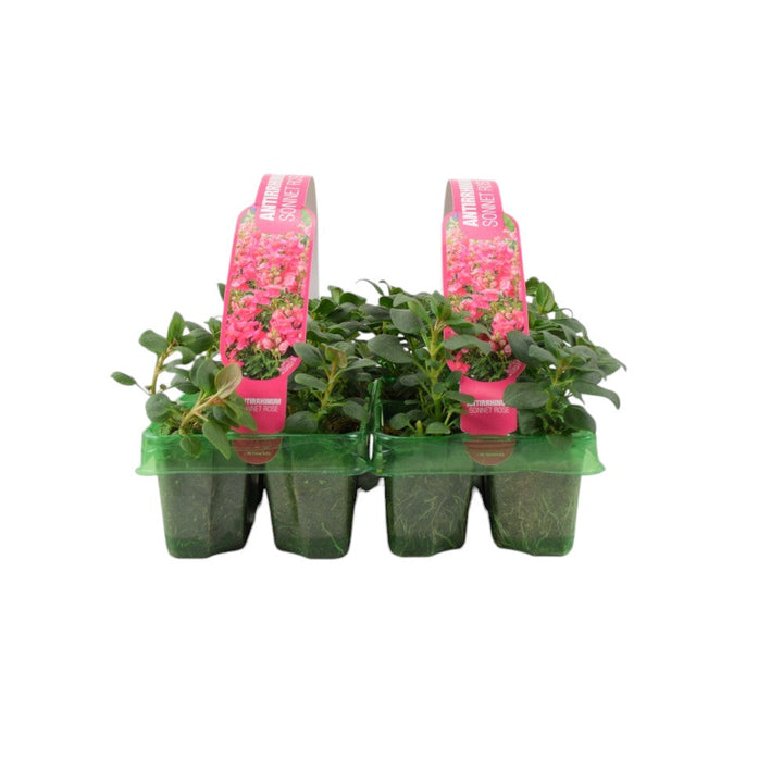 Antirrhinum Rose 6 Pack x 2 British Grown Snapdragons plants by post