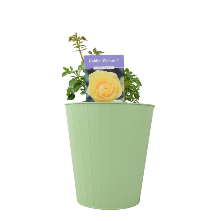 Golden Wishes Rose (Patio) – 5.5L Pot – Compact Patio Rose with Sunny Yellow Blooms Plants By Post