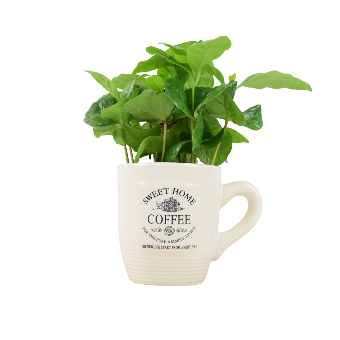 coffee cup plant indoor Coffee Cup Plant – Indoor Green Plant in Ceramic Mug Planter