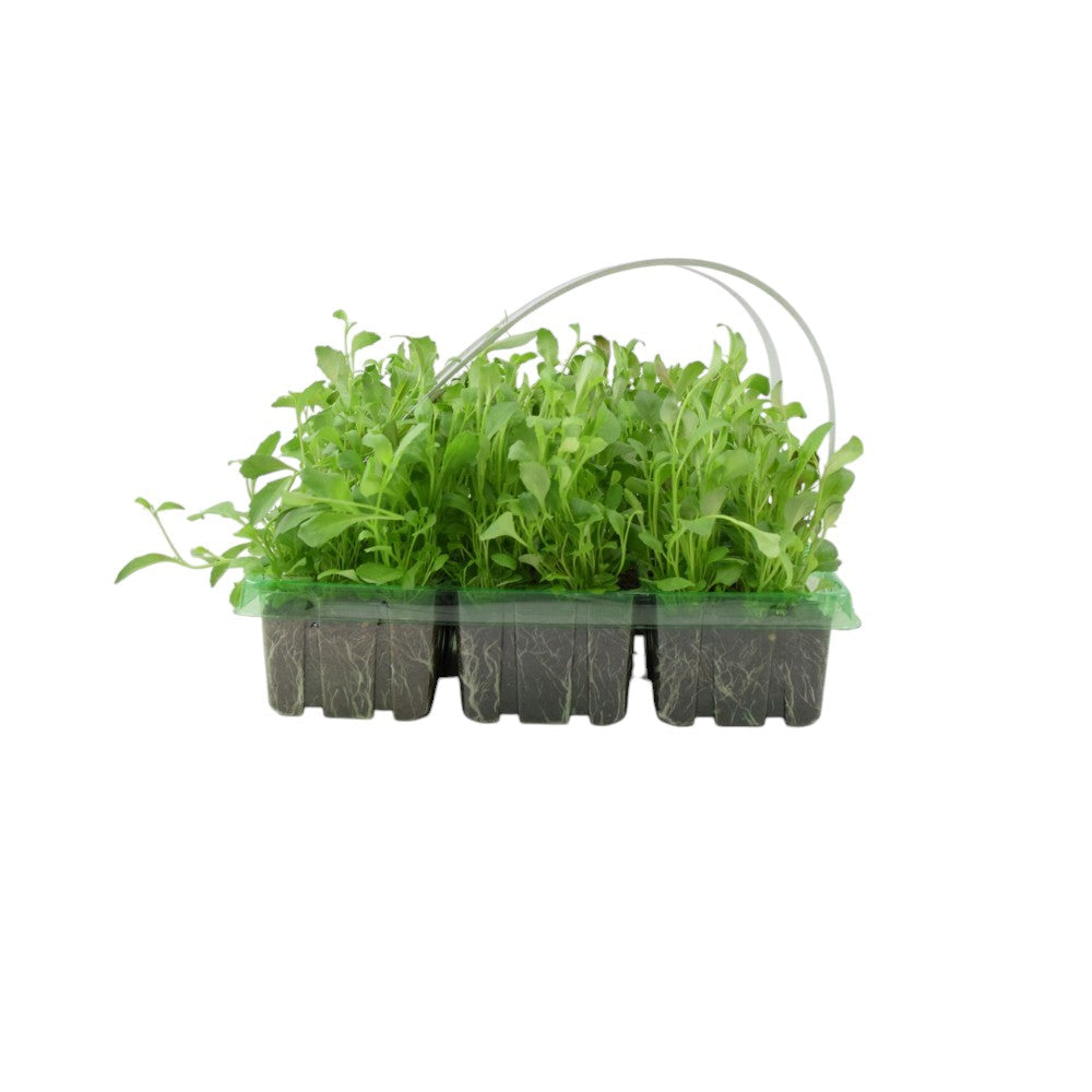 Lobelia Trailing Dark Blue 6 Pack x 2 - 12 Plants Vibrant Sapphire Blooms plants by post