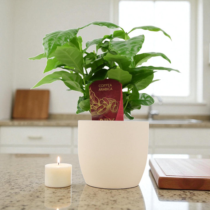 Coffee Arabica – Indoor Coffee Plant for Home & Office (12cm Pot) Plants By Post