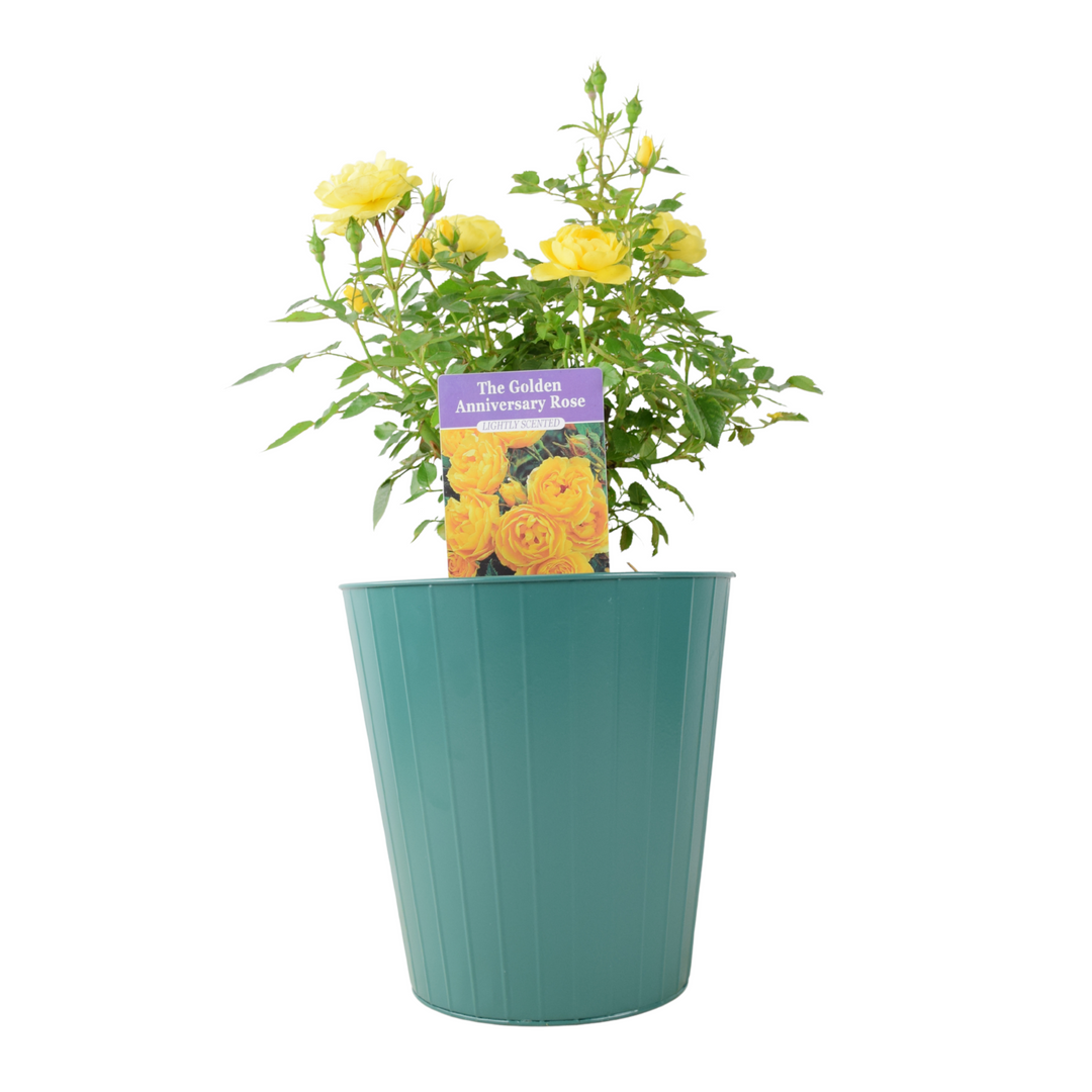 The Golden Anniversary Rose - Yellow Patio Rose with Fragrance Plants By Post