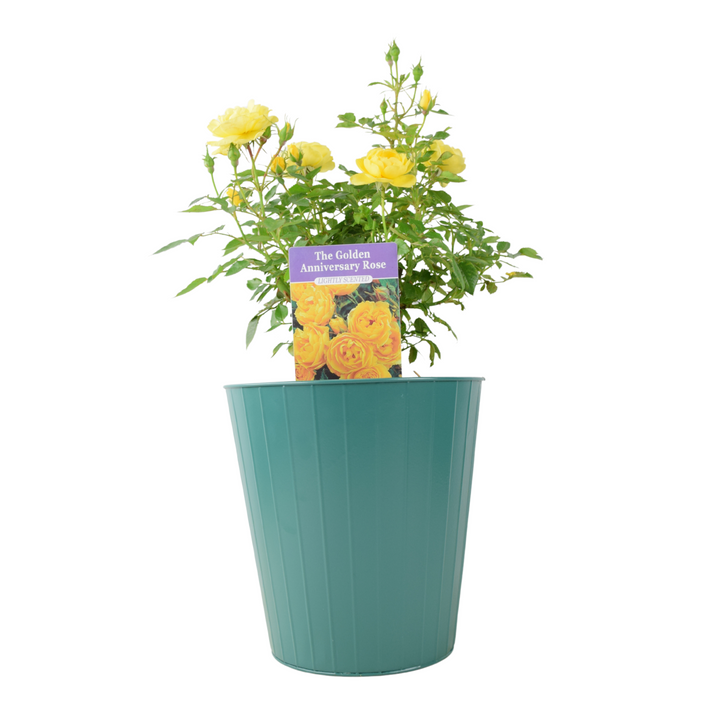 The Golden Anniversary Rose - Yellow Patio Rose with Fragrance Plants By Post