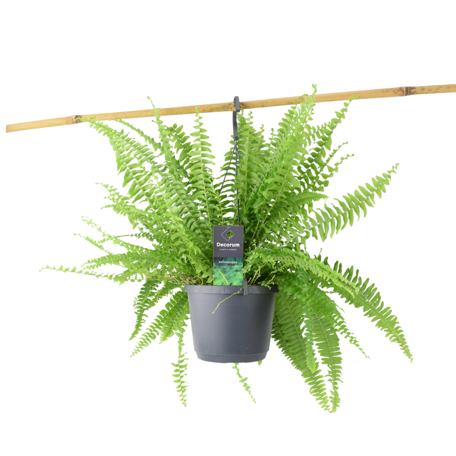 Boston Fern – 17cm Grey Hanging Basket – Lush Green Indoor Plant Plants By Post