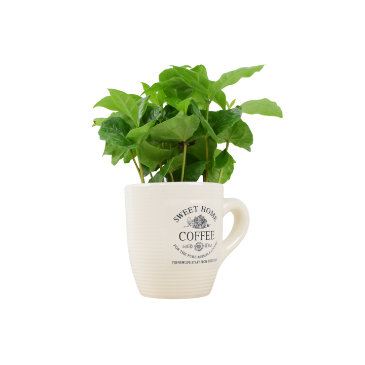 Coffee Cup Plant – Indoor Greenery in Ceramic Mug Planter Plants By Post