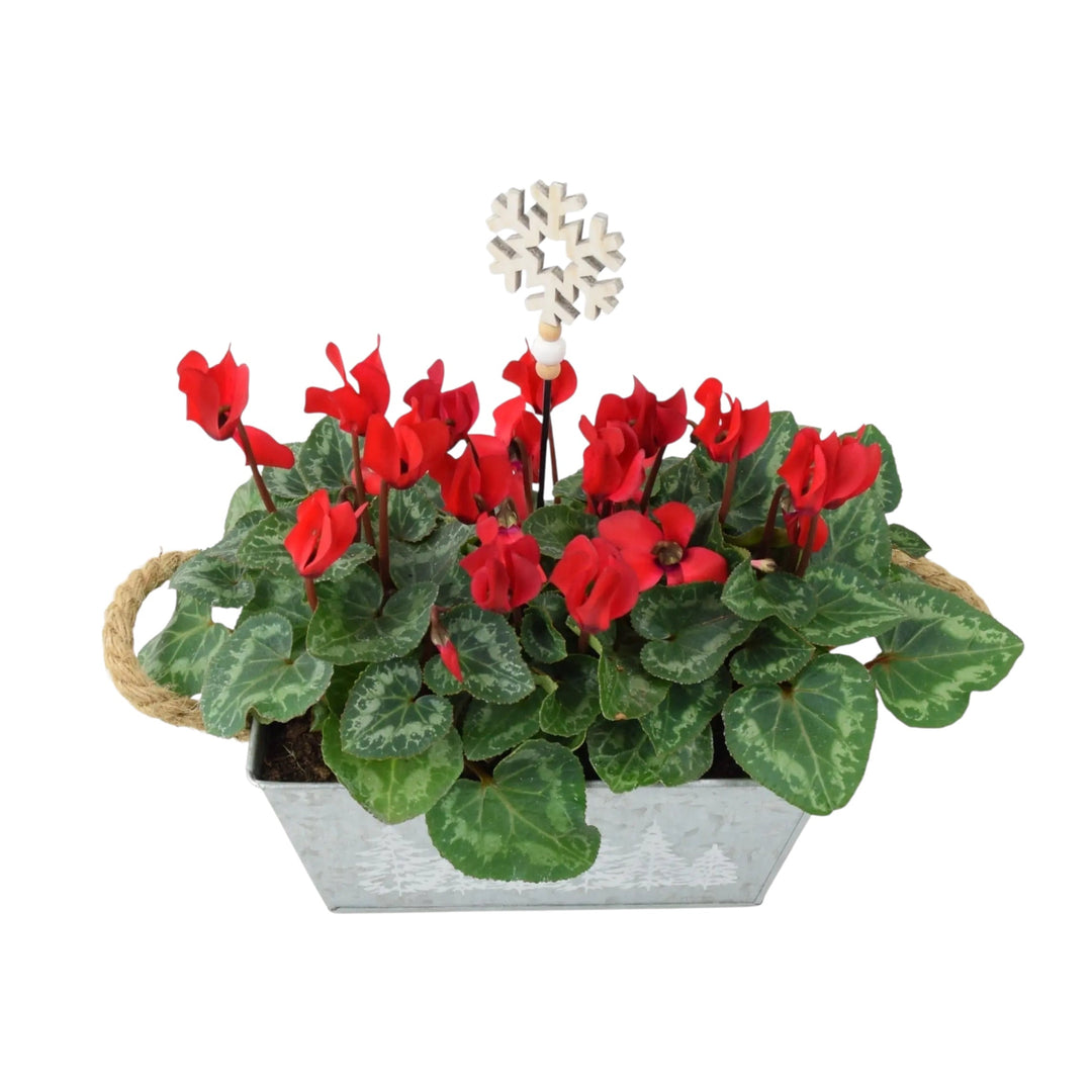 Red Cyclamen Christmas Trough - Festive Indoor & Outdoor Plant Gift Plants By Post