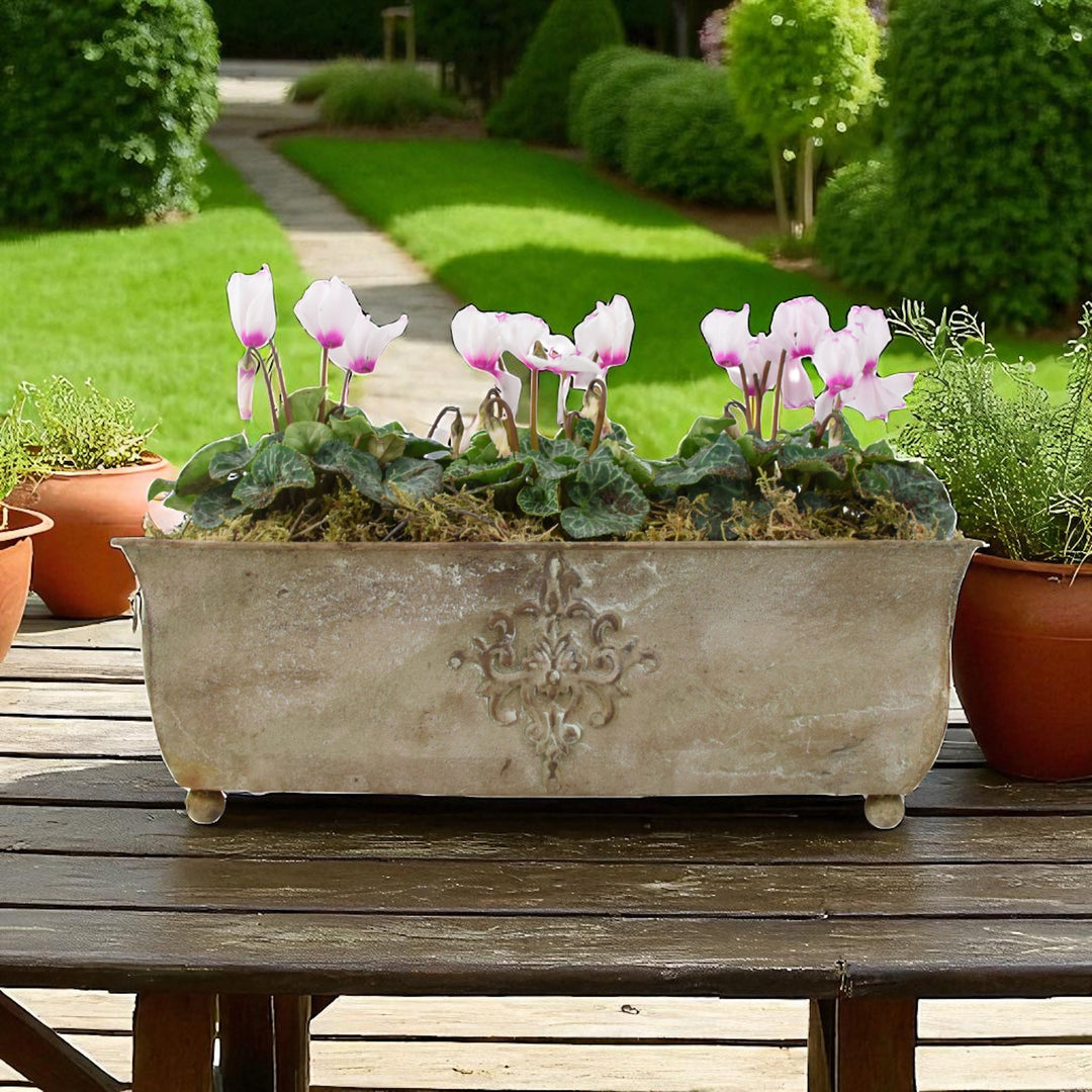 Cyclamen Premium Metal Trough Planter – Elegant Purple & White Blooms Plants By Post