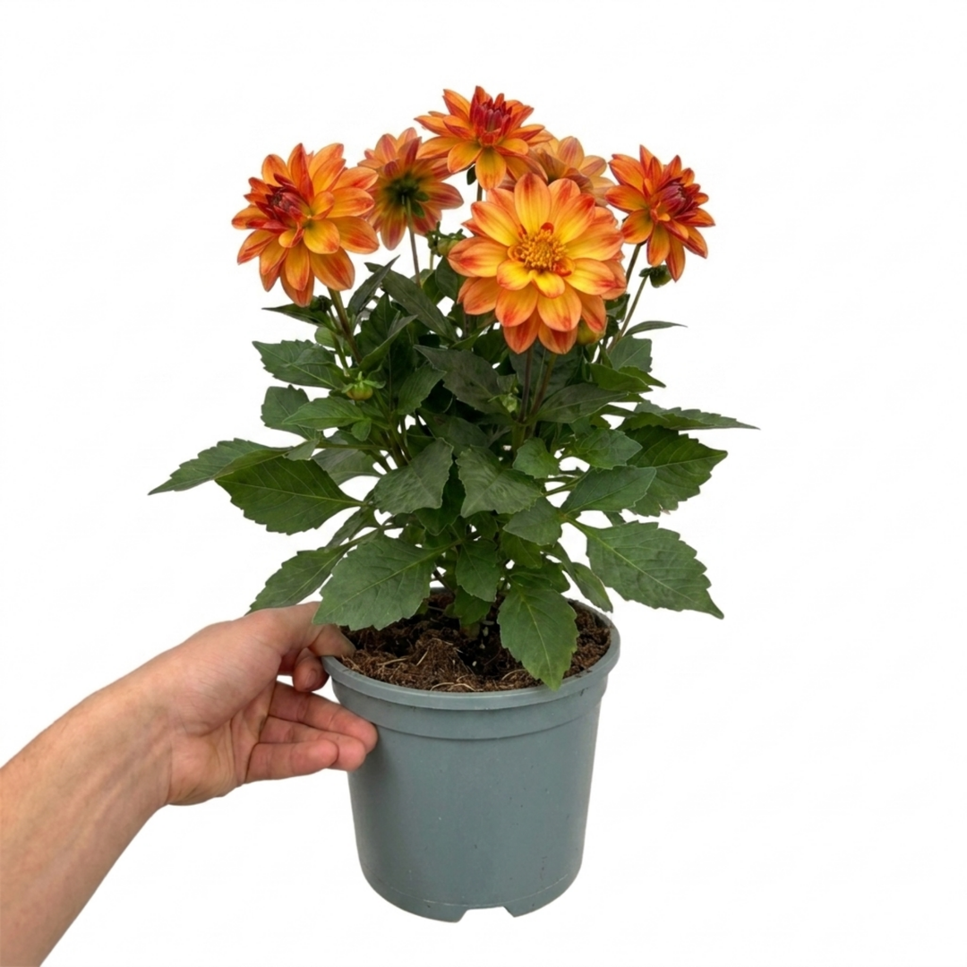 Dahlia Maggiore Fun Flame 3L  Orange & Yellow Dahlia