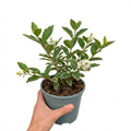 Ligustrum japonicum 'Argenteum' Silver Variegated Privet Hedging Plant 2L Pot The Rose Press Garden