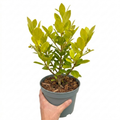Griselinia Littoralis 'New Zealand Broadleaf' Evergreen Hedging 2L Pot The Rose Press Garden