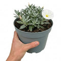 Convolvulus Cneorum Silver Bush Hardy Evergreen Shrub Plant 17cm Pot 2L Plants By Post