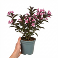 Weigela florida Victoria - 2L Pot The Rose Press Garden