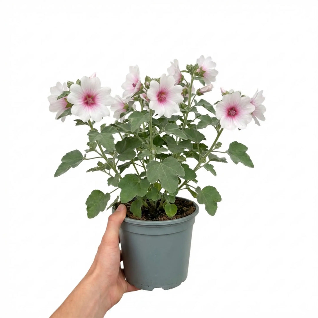 Lavatera Barnsley Baby Hardy Flowering Shrub Plant 17cm Pot 2L Plants By Post