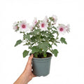 Lavatera Barnsley Baby Hardy Flowering Shrub Plant 17cm Pot 2L Plants By Post
