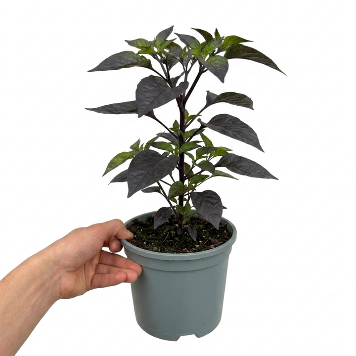 1 Zimbabwe Black Chilli Pepper Plant, Live Hot Pepper, Grow Your Own Chilli, 2Ltr Root Ball The Rose Press Garden