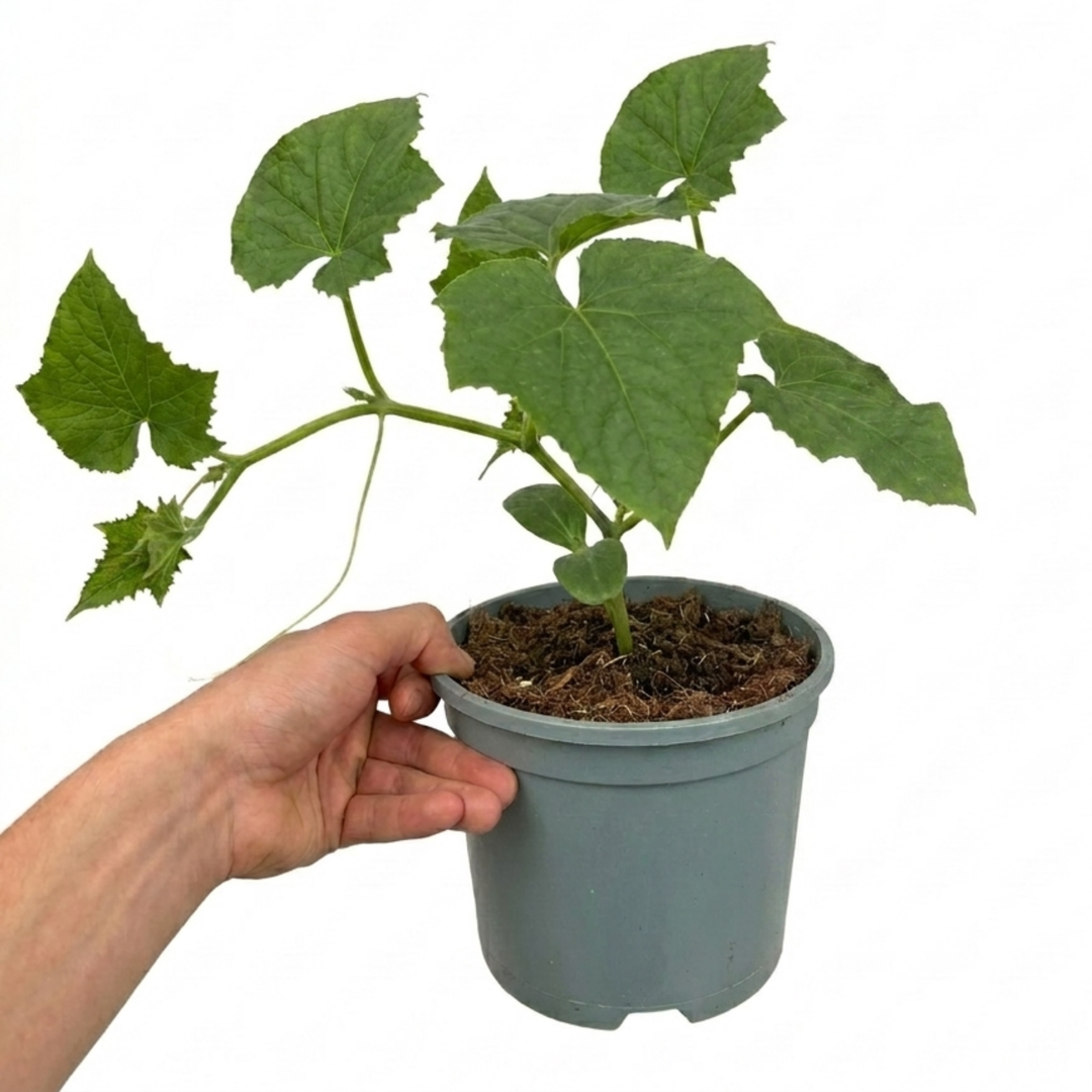1 Cucumber Tasty Green Plant, Grow Your Own Fresh Cucumbers, Garden Ready, 2 Litre Root Ball The Rose Press Garden