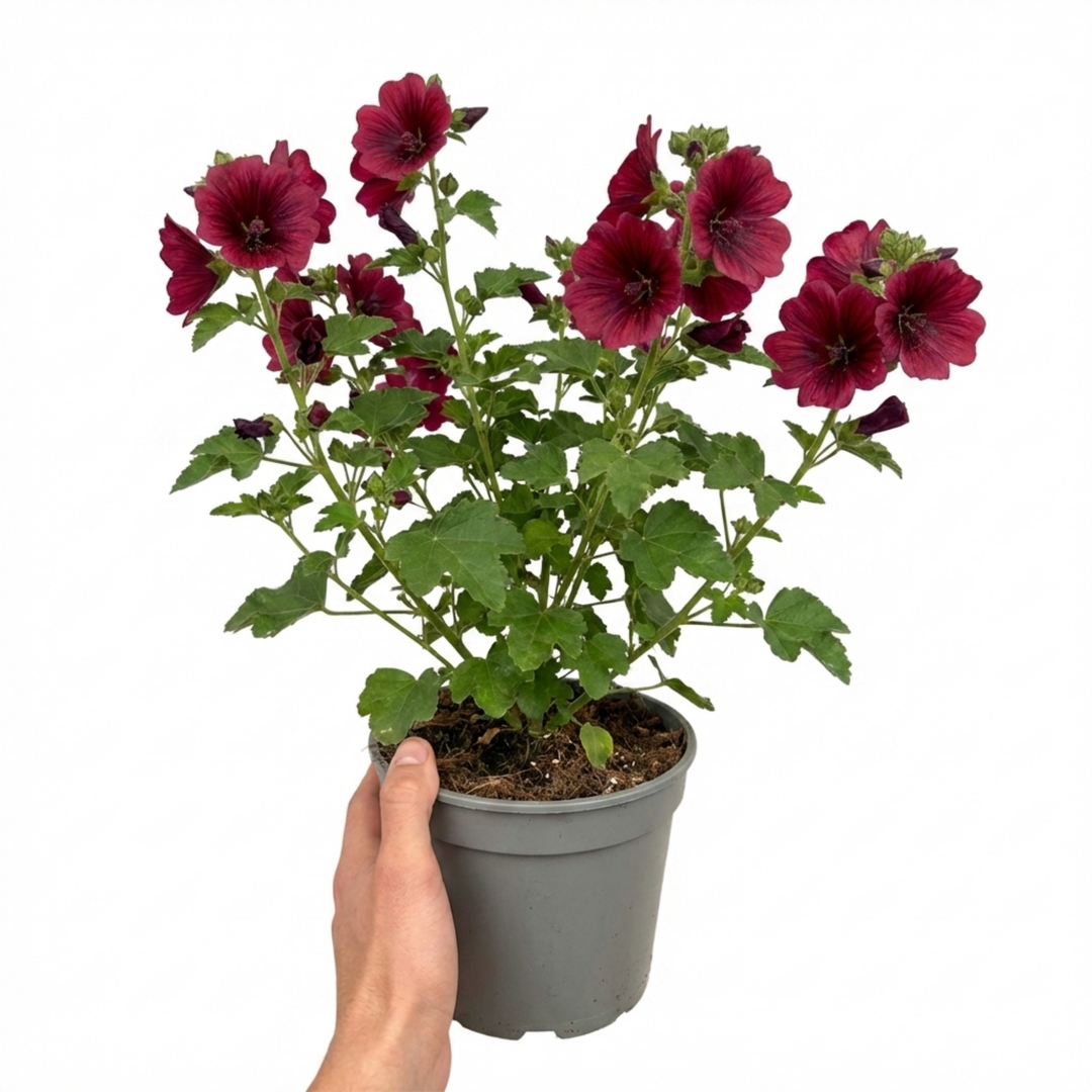 Lavatera Burgundy Wine - 2L Pot The Rose Press Garden
