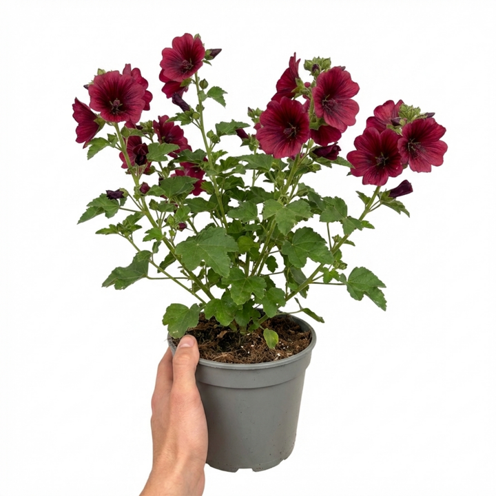 Lavatera Burgundy Wine - 2L Pot The Rose Press Garden