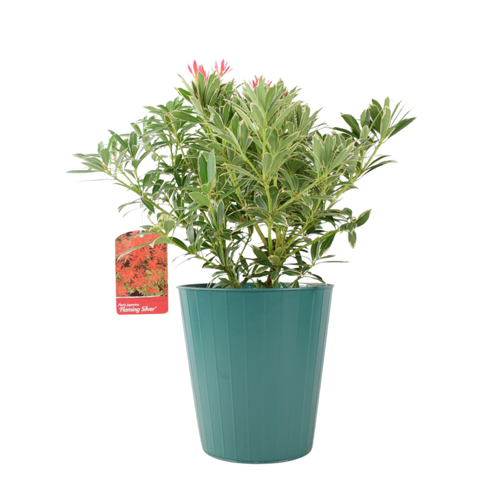 Pieris ‘Flaming Silver’ – Evergreen Shrub in 5L Pot, Colourful Foliage & Spring Flowers Plants By Post