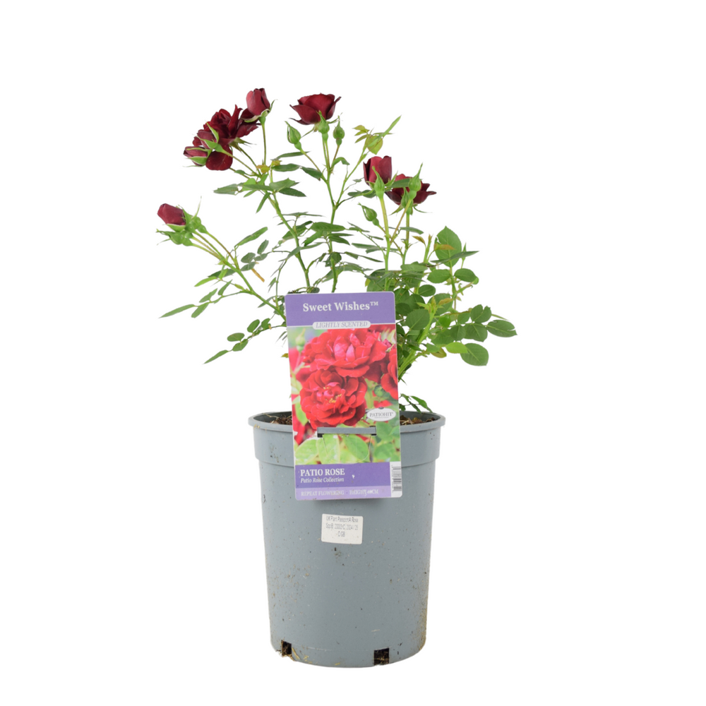 Rose Sweet Wishes – 4L Pot – Fragrant Pink Hybrid Tea Rose for Garden Borders Plants By Post