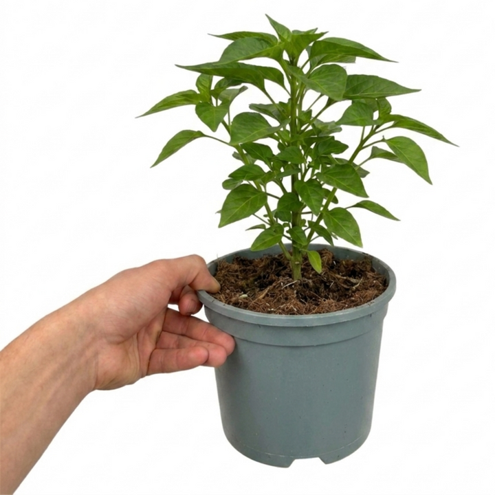 1 Apache Chilli Pepper Plant, Live Hot Pepper, Patio Ready, Grow Your Own Chilli, 2Ltr Root Ball The Rose Press Garden