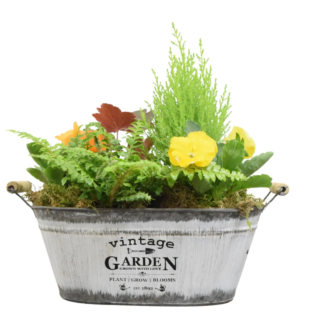 Seasonal Vintage Garden Metal Trough with Mixed Plants – Moss Finish Planter Plants By Post