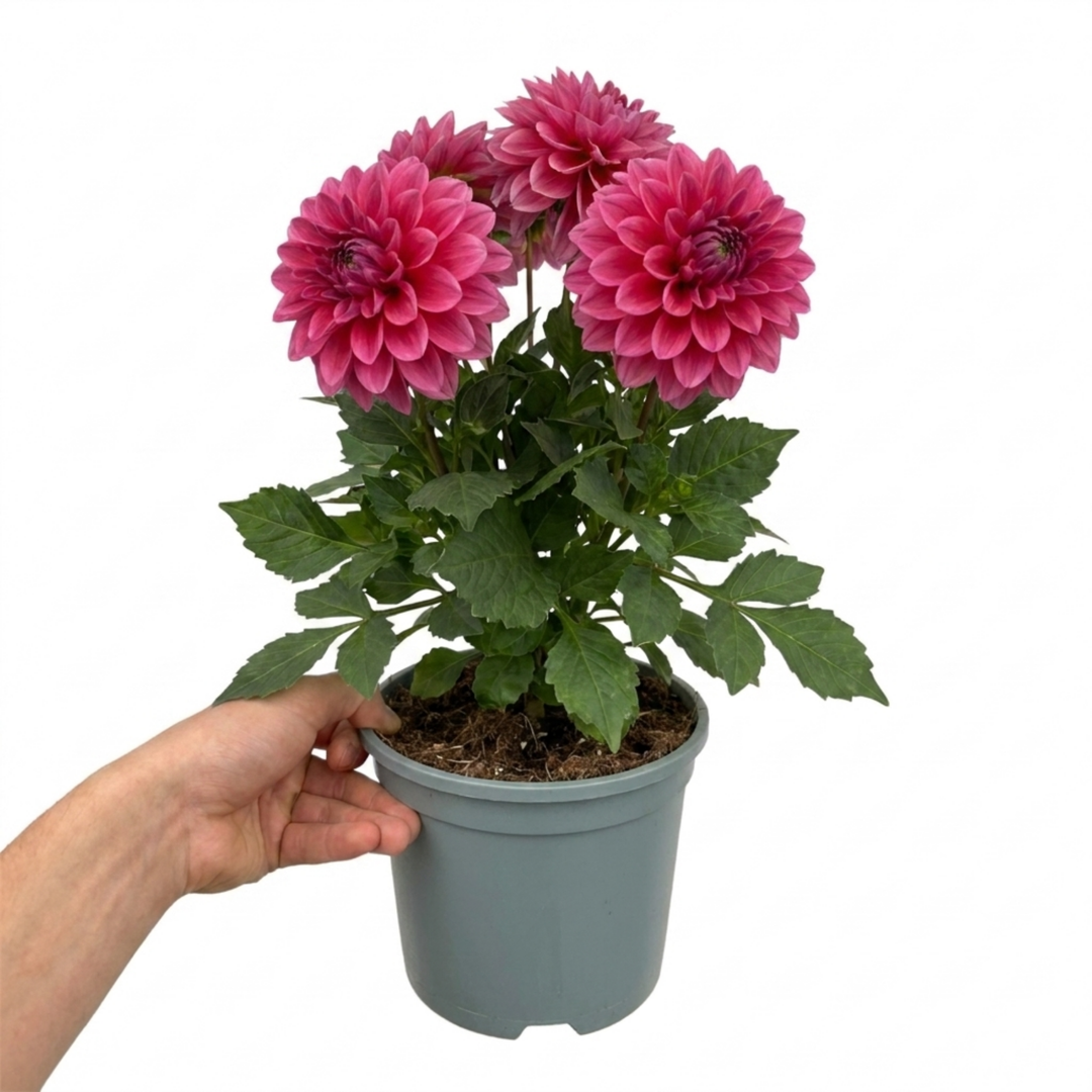 Dahlia Maggiore Deep Rose 3L  Deep Rose Pink Dahlia