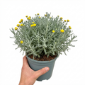 Santolina chamaecyparissus (Cotton Lavender) - 2L Pot The Rose Press Garden