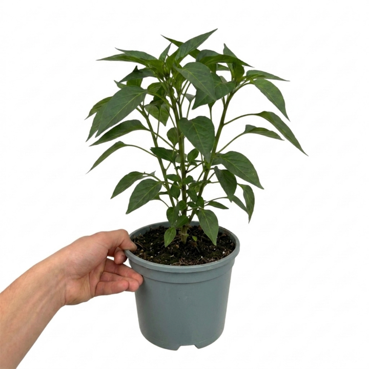 1 Thai Dragon Chilli Pepper Plant, Live Hot Pepper, Grow Your Own Chillies, 2Ltr Root Ball The Rose Press Garden
