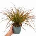 Carex 'Prairie Fire' Ornamental Grass Fiery Orange Evergreen Sedge 2L Pot The Rose Press Garden