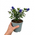 Ceanothus 'Puget Blue' California Lilac Intense Blue Evergreen Shrub 2L Pot The Rose Press Garden