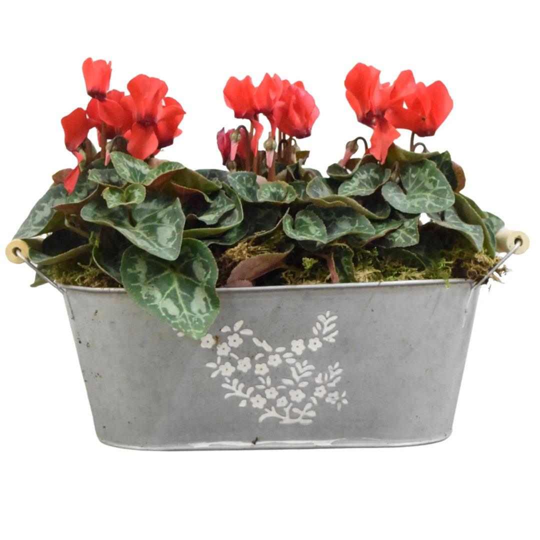 Floral Design Trough with Cyclamen – Wooden Handles & Moss Top Plants By Post