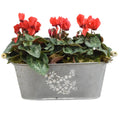 Floral Design Trough with Cyclamen – Wooden Handles & Moss Top Plants By Post