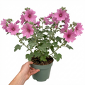 Lavatera Bredon Springs - 2L Pot The Rose Press Garden