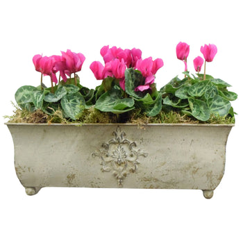 Traditional Metal Trough with Seasonal Cyclamen – Moss Lining Plants By Post