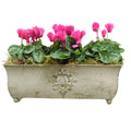 Traditional Metal Trough with Seasonal Cyclamen – Moss Lining Plants By Post
