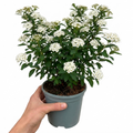 Spiraea nipponica Snowmound - 2L Pot The Rose Press Garden