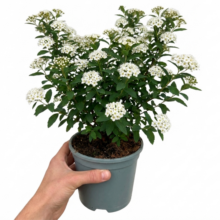 Spiraea nipponica Snowmound - 2L Pot The Rose Press Garden