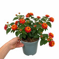 Lantana Bandolista Chilli Summer Flowering Plant 2L Pot The Rose Press Garden
