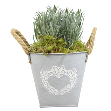 Lavender in Heart Logo Tin with Moss Rim – Pre-Planted Garden Container Plants By Post