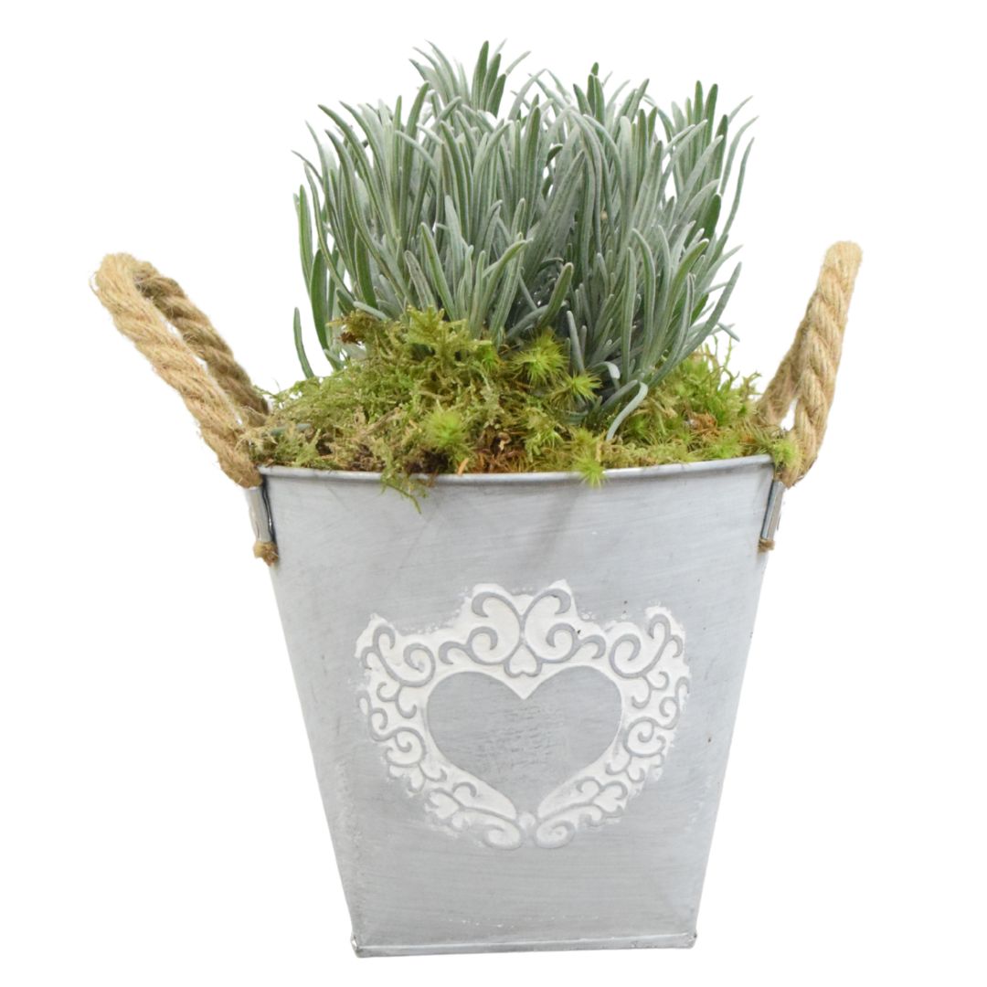 Lavender in Heart Logo Tin with Moss Rim – Pre-Planted Garden Container Plants By Post