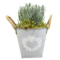 Lavender in Heart Logo Tin with Moss Rim – Pre-Planted Garden Container Plants By Post