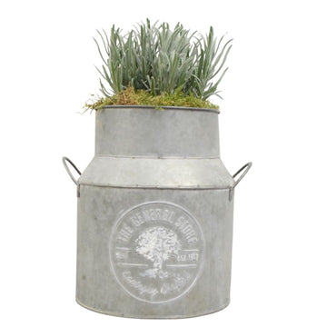 Lavender in a Milk Churn with Moss Finish plants by post