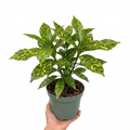 Aucuba Japonica Variegata Spotted Laurel The Rose Press Garden