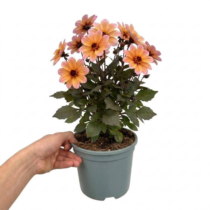 Dahlia Dahlegria Sunrise 3L Peach & Apricot Dahlia
