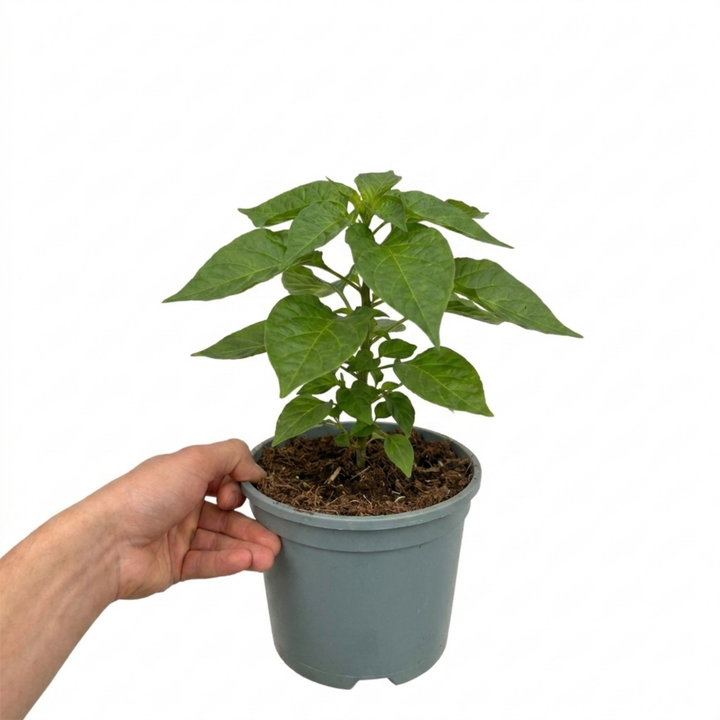 1 Scotch Bonnet Chilli Pepper Plant, Fresh Live Hot Pepper, Garden Ready, 2 Litre Root Ball The Rose Press Garden