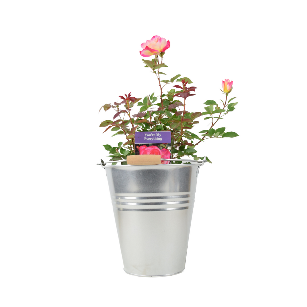 Rose You’re My Everything – 5.5L Pot – Romantic Gift Rose Plants By Post