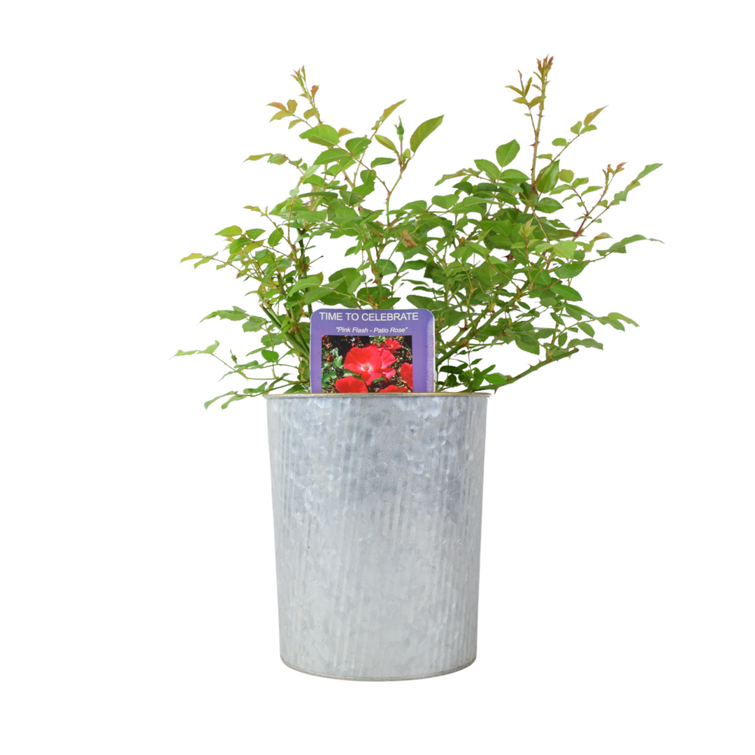 Rose ‘Time to Celebrate’ – Patio Rose in 3L Pot, Bright Red Blooms for Garden & Gifts Plants By Post