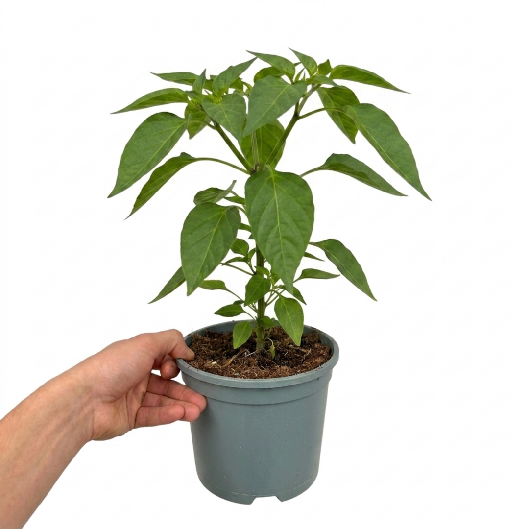 1 Hungarian Hot Wax Chilli Pepper Plant, Outdoor Garden Ready, Grow Your Own Chilli, 2Ltr Root Ball The Rose Press Garden