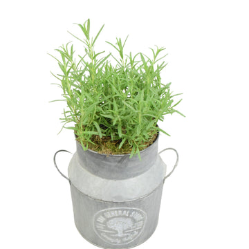 Rosemary in a Milk Churn with Moss Finish – Rustic Herb Garden Plant plants by post